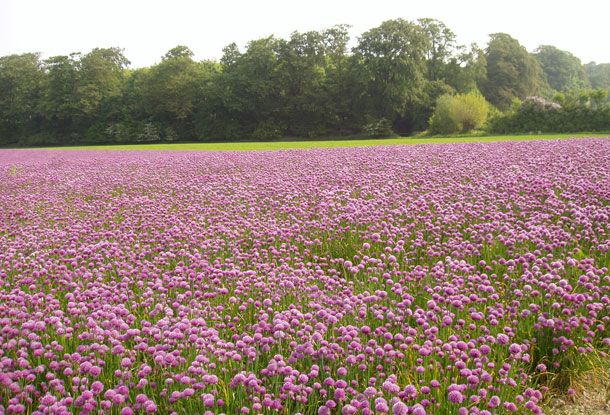 3.-Farver-Violet.jpg